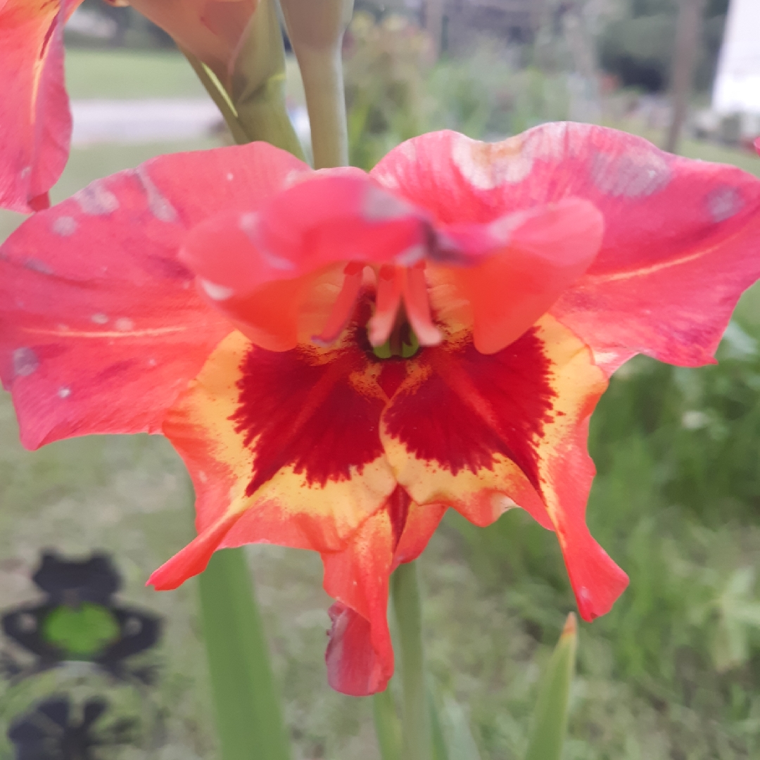 Gladioli Alice (Small-flowered) in the GardenTags plant encyclopedia