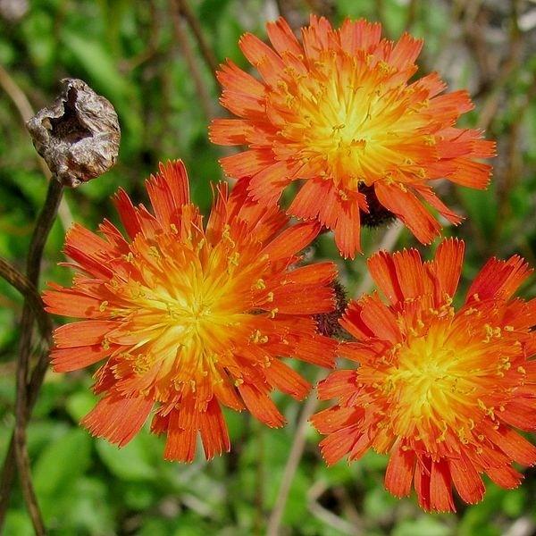 Orange Hawkweed in the GardenTags plant encyclopedia