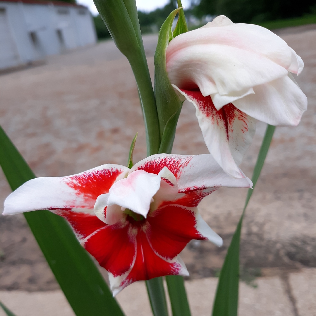 Gladioli Bizar (Small-flowered) in the GardenTags plant encyclopedia