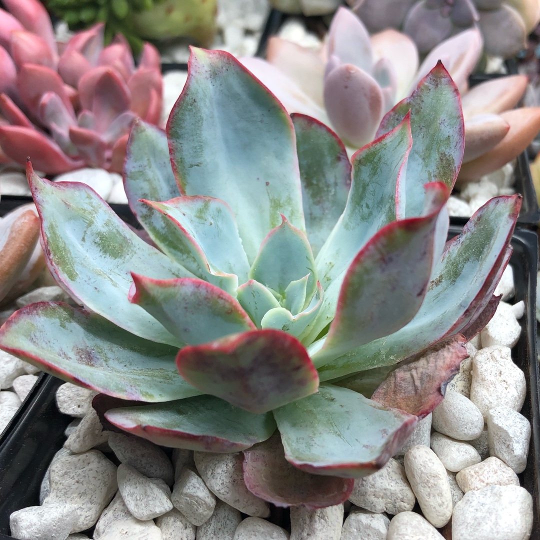 Echeveria Blue Light in the GardenTags plant encyclopedia