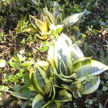 Golden Birds Nest Snake Plant in the GardenTags plant encyclopedia