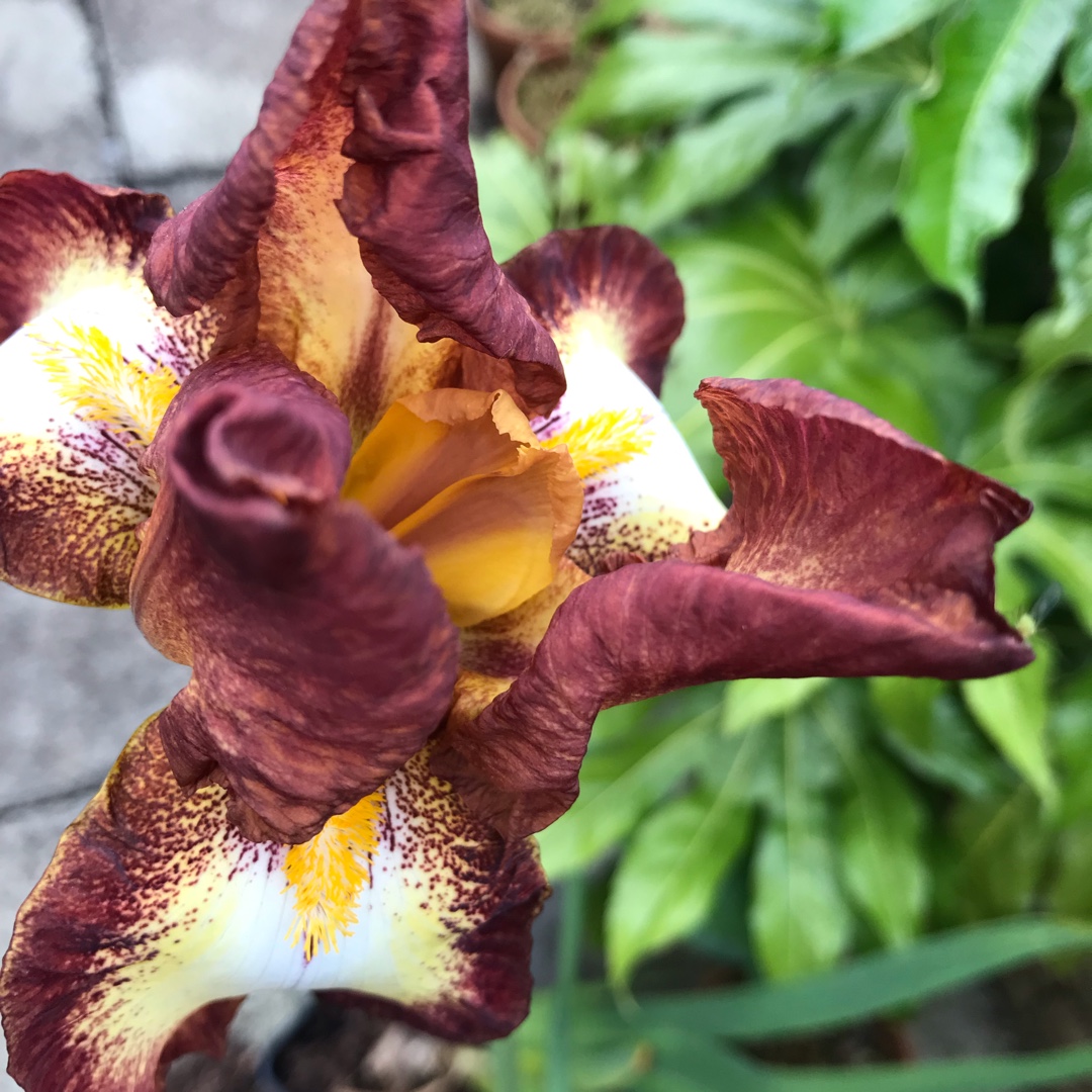 Bearded Iris Siva Siva (Tall) in the GardenTags plant encyclopedia