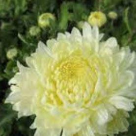 Chrysanthemum White Allouise in the GardenTags plant encyclopedia