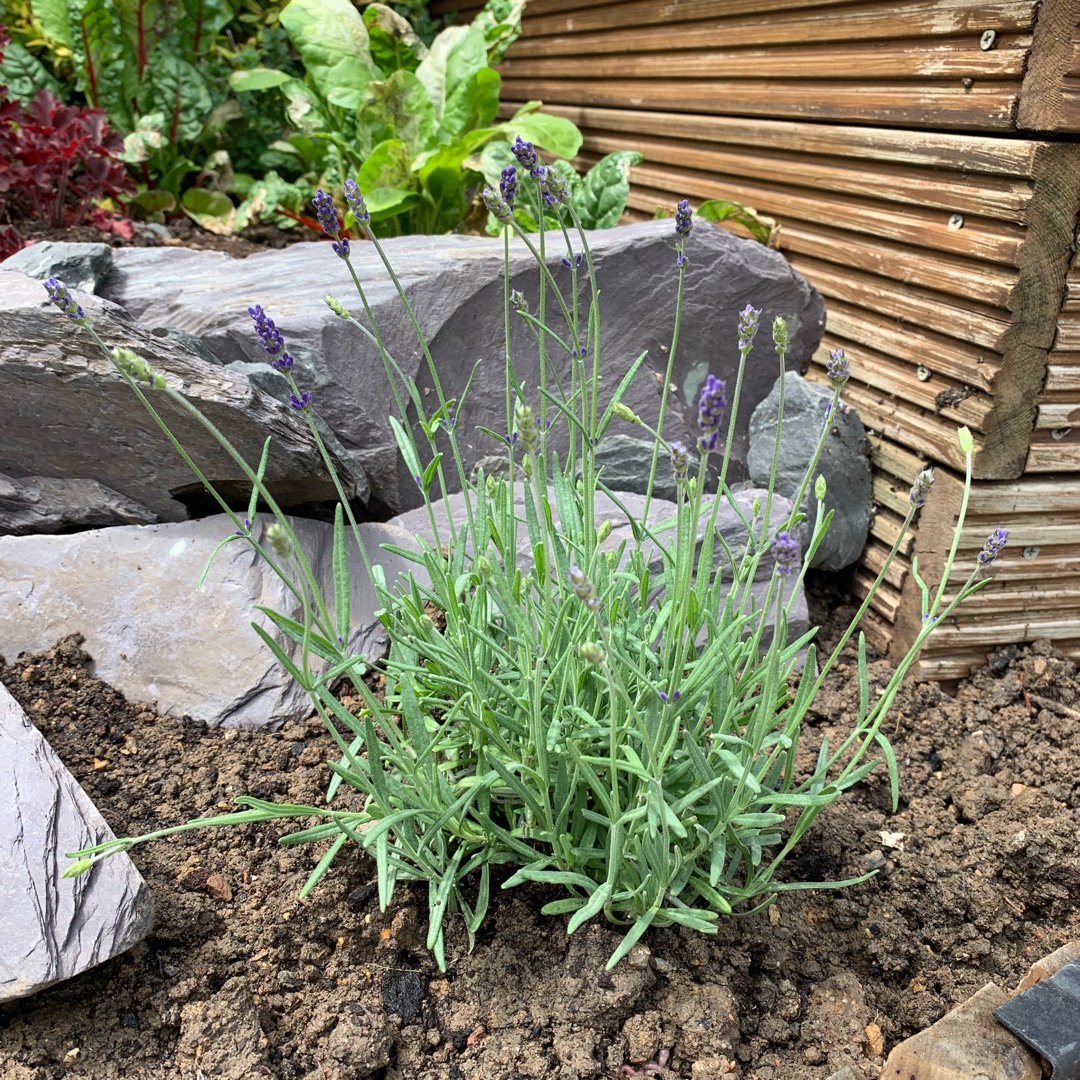 Lavender Loddon Blue in the GardenTags plant encyclopedia