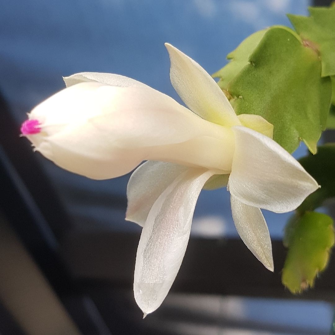 Zygocactus Snow Ball in the GardenTags plant encyclopedia