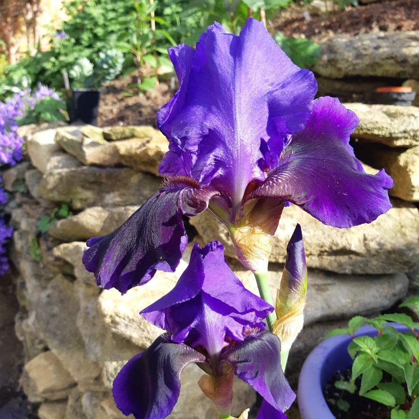 Bearded Iris Benton Nigel (Tall) in the GardenTags plant encyclopedia