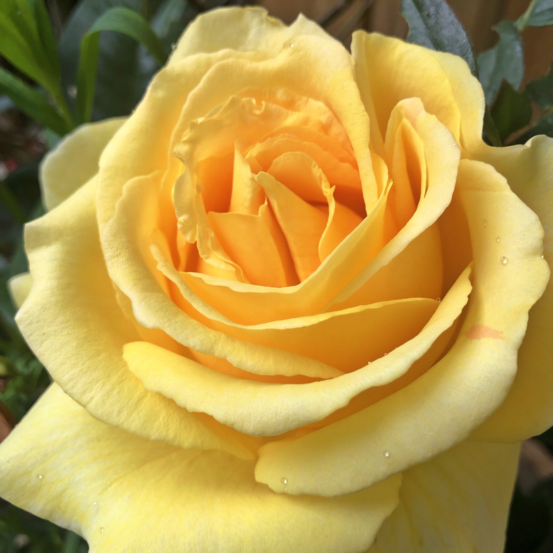 Rose Global Beauty (Hybrid Tea) in the GardenTags plant encyclopedia