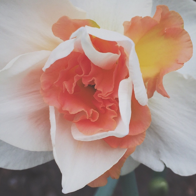 Daffodil Replete (Double) in the GardenTags plant encyclopedia