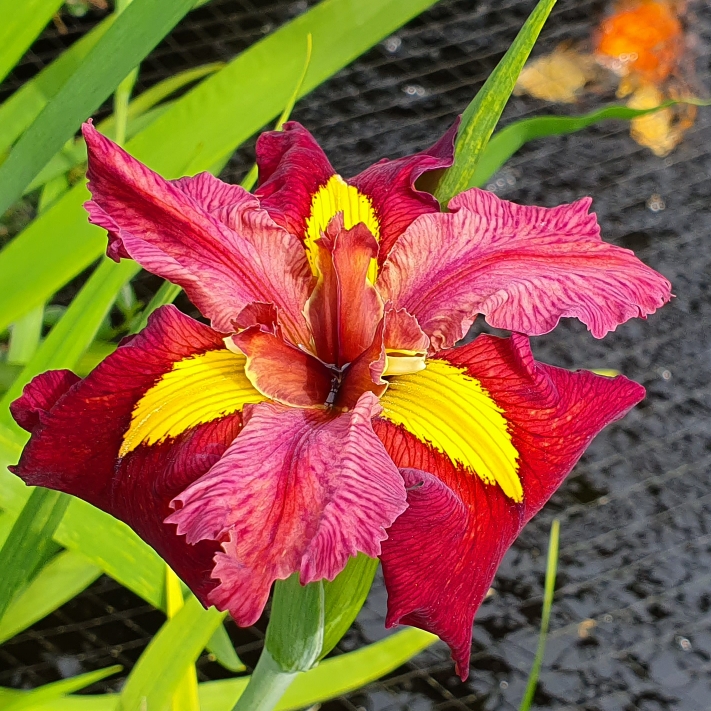 Louisiana Iris Ann Chowning in the GardenTags plant encyclopedia