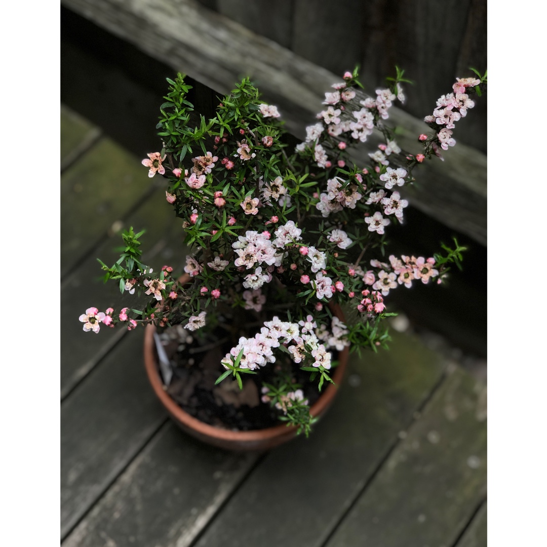 New Zealand Tea Tree Apple Blossom in the GardenTags plant encyclopedia