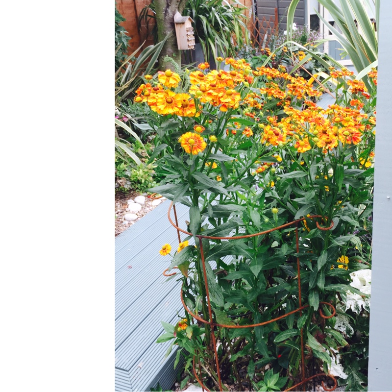 Sneezeweed in the GardenTags plant encyclopedia