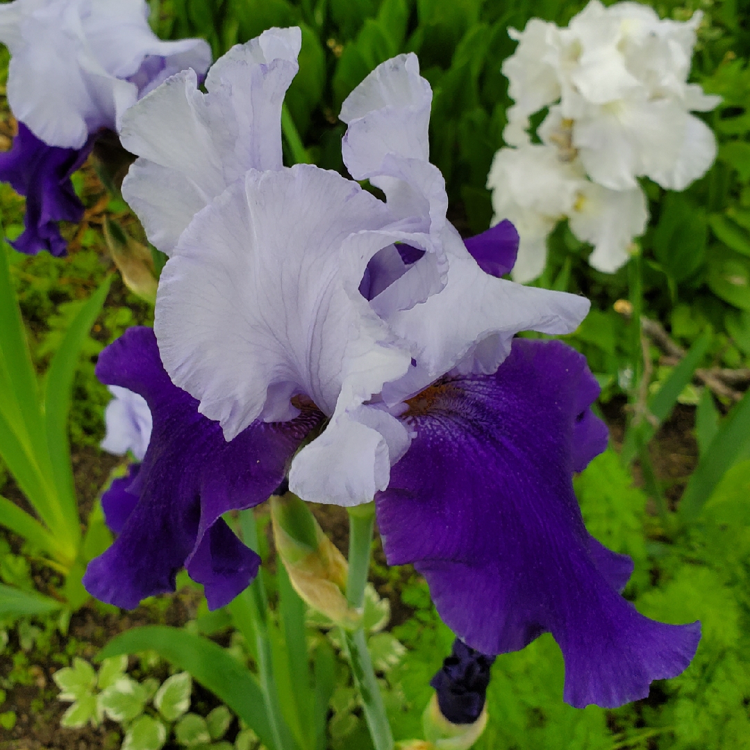 Bearded Iris Over Alaska (Tall) in the GardenTags plant encyclopedia