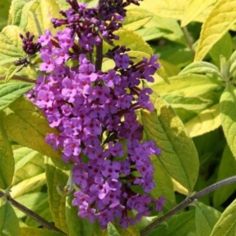 Butterfly Bush Moonshine in the GardenTags plant encyclopedia