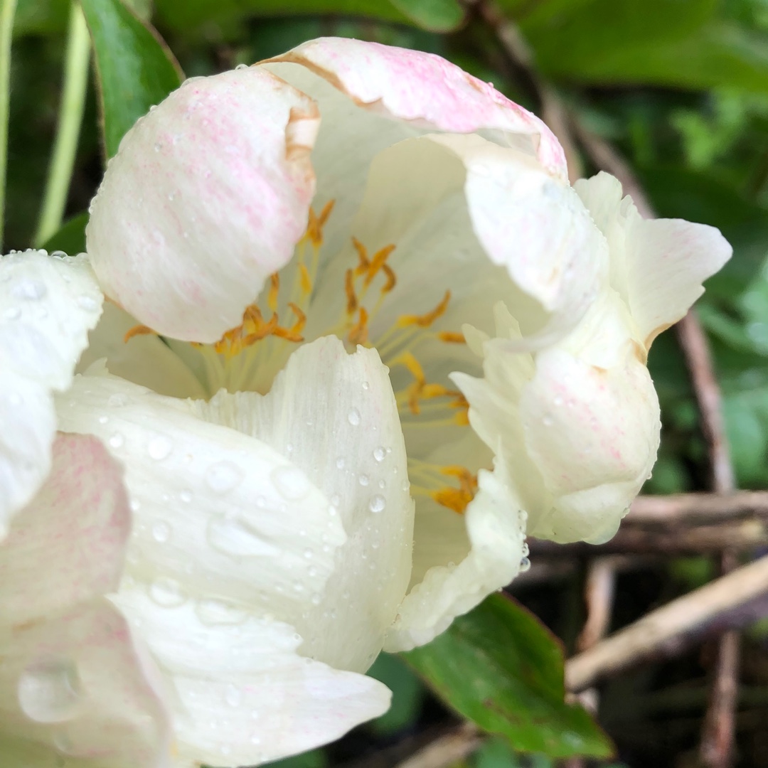 Peony Starlight (Herbaceous) in the GardenTags plant encyclopedia