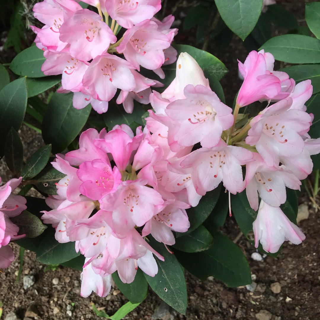 Rhododendron Queen Alice in the GardenTags plant encyclopedia