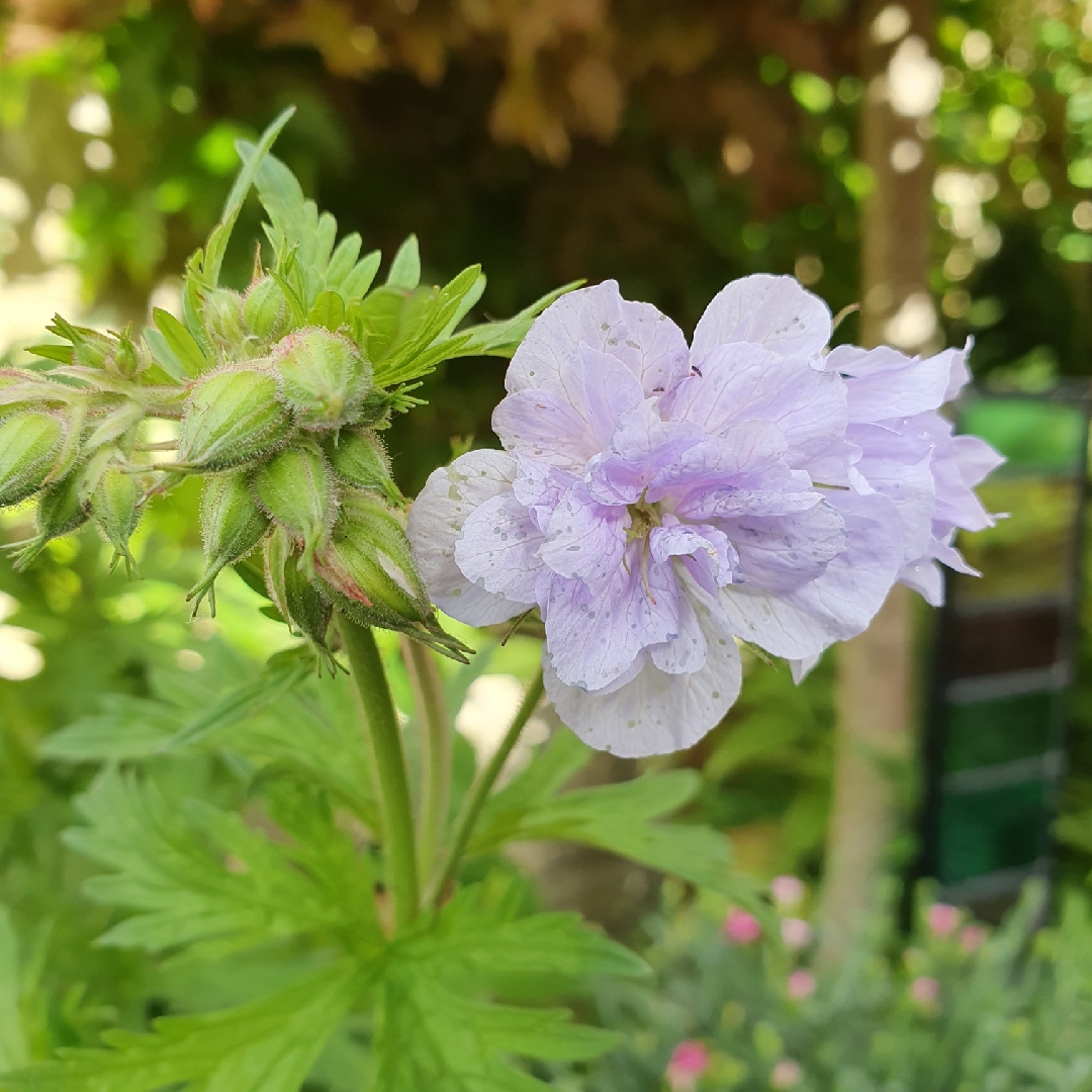 Meadow Cranesbill Cloud Nine in the GardenTags plant encyclopedia