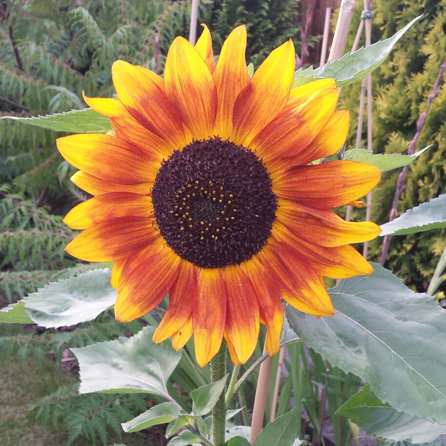 Sunflower Ruby Sunset in the GardenTags plant encyclopedia