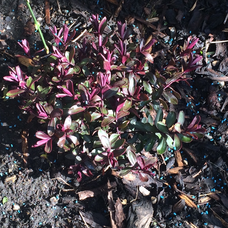 Shrubby Veronica Burgundy Blush in the GardenTags plant encyclopedia