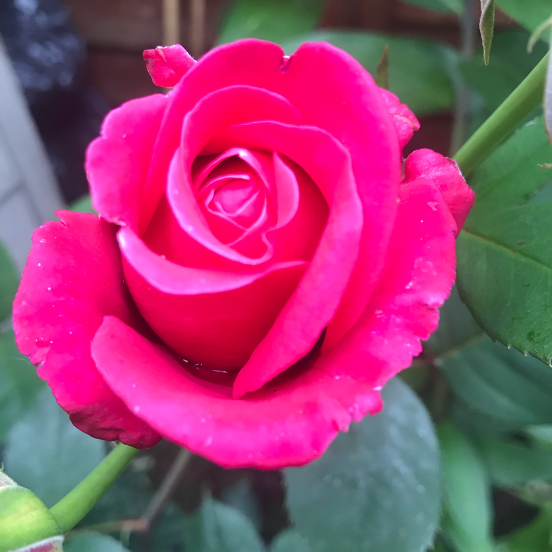 Rose Charisma (Hybrid Tea) in the GardenTags plant encyclopedia