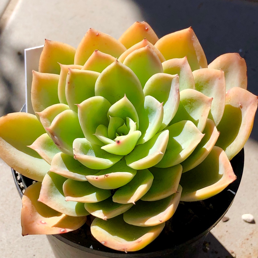 Echeveria Agyntha in the GardenTags plant encyclopedia