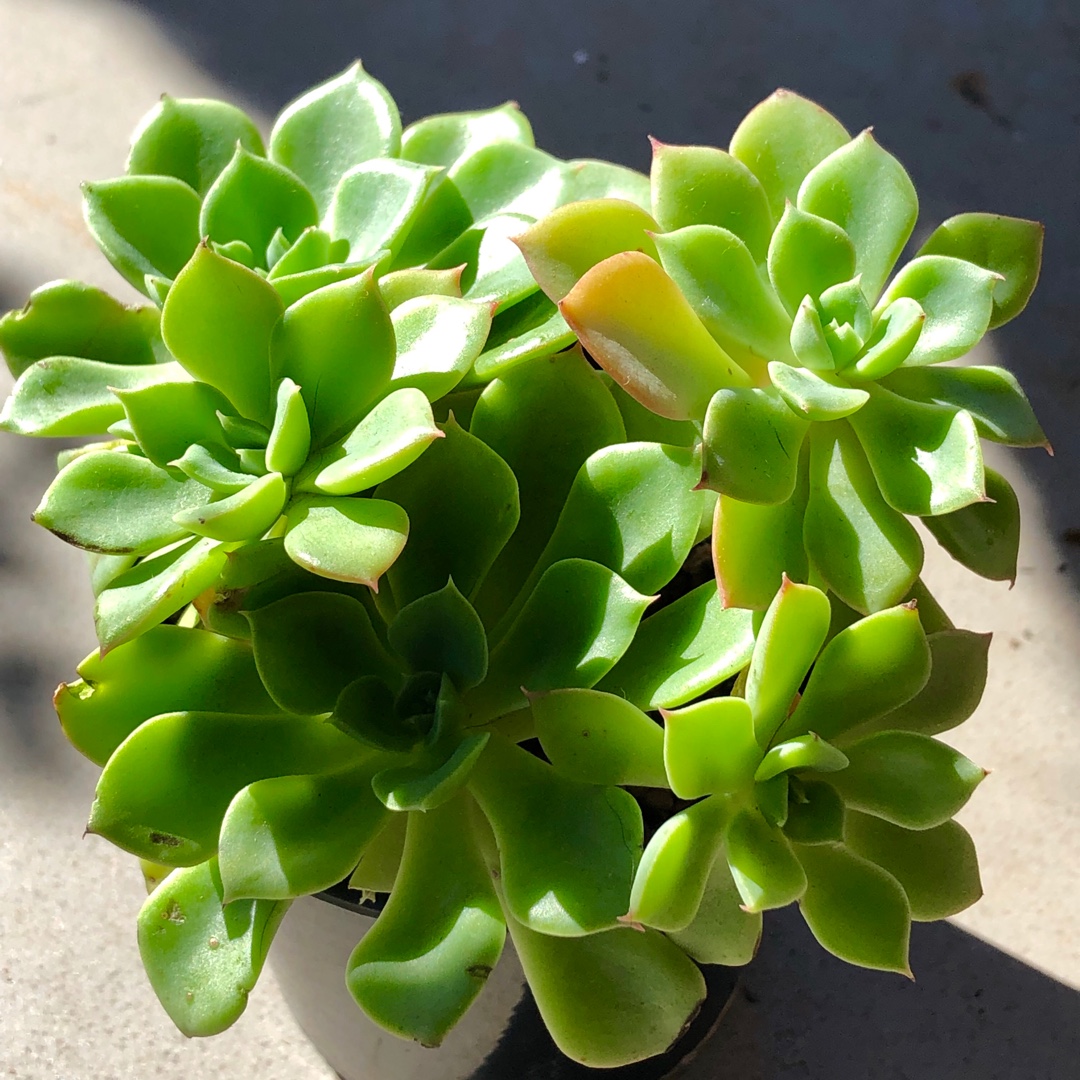 Echeveria Stolonifera in the GardenTags plant encyclopedia