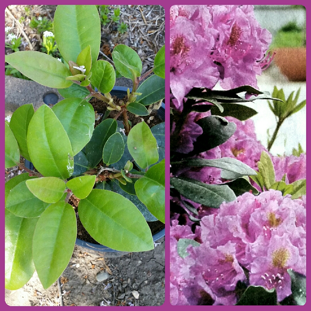 Rhododendron Dandy Man Purple in the GardenTags plant encyclopedia