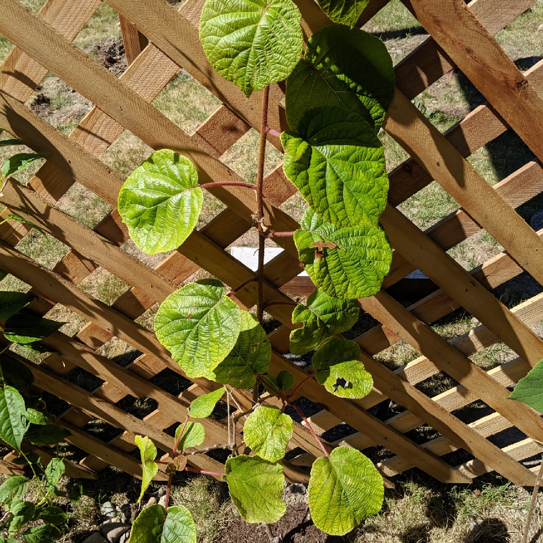 Kiwi Matua in the GardenTags plant encyclopedia