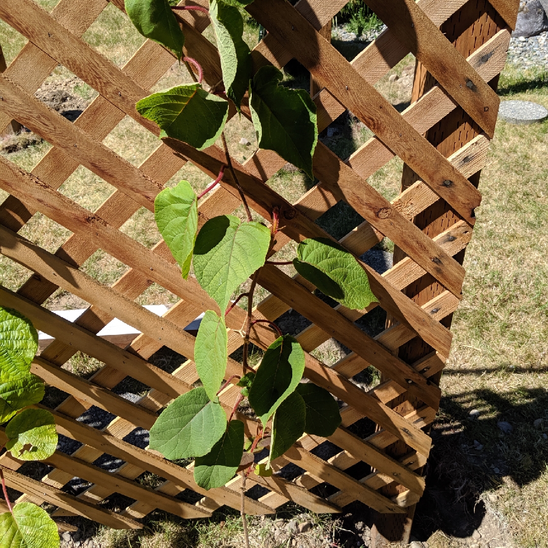 Kiwi Saanichton in the GardenTags plant encyclopedia