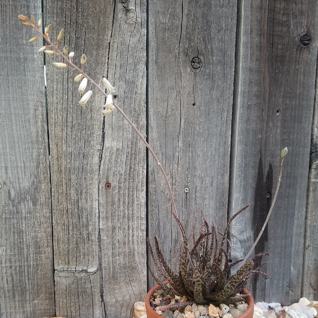 Aloe Bellatula in the GardenTags plant encyclopedia