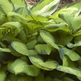 Plantain Lily Gold Standard in the GardenTags plant encyclopedia