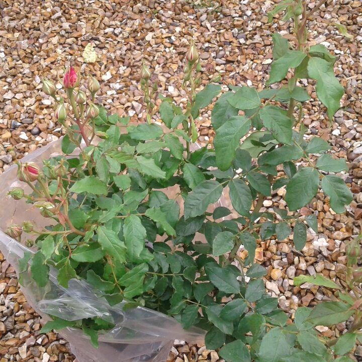 Rose Billet Doux (Shrub) in the GardenTags plant encyclopedia