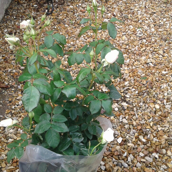 Rose Crazy In Love (Shrub) in the GardenTags plant encyclopedia