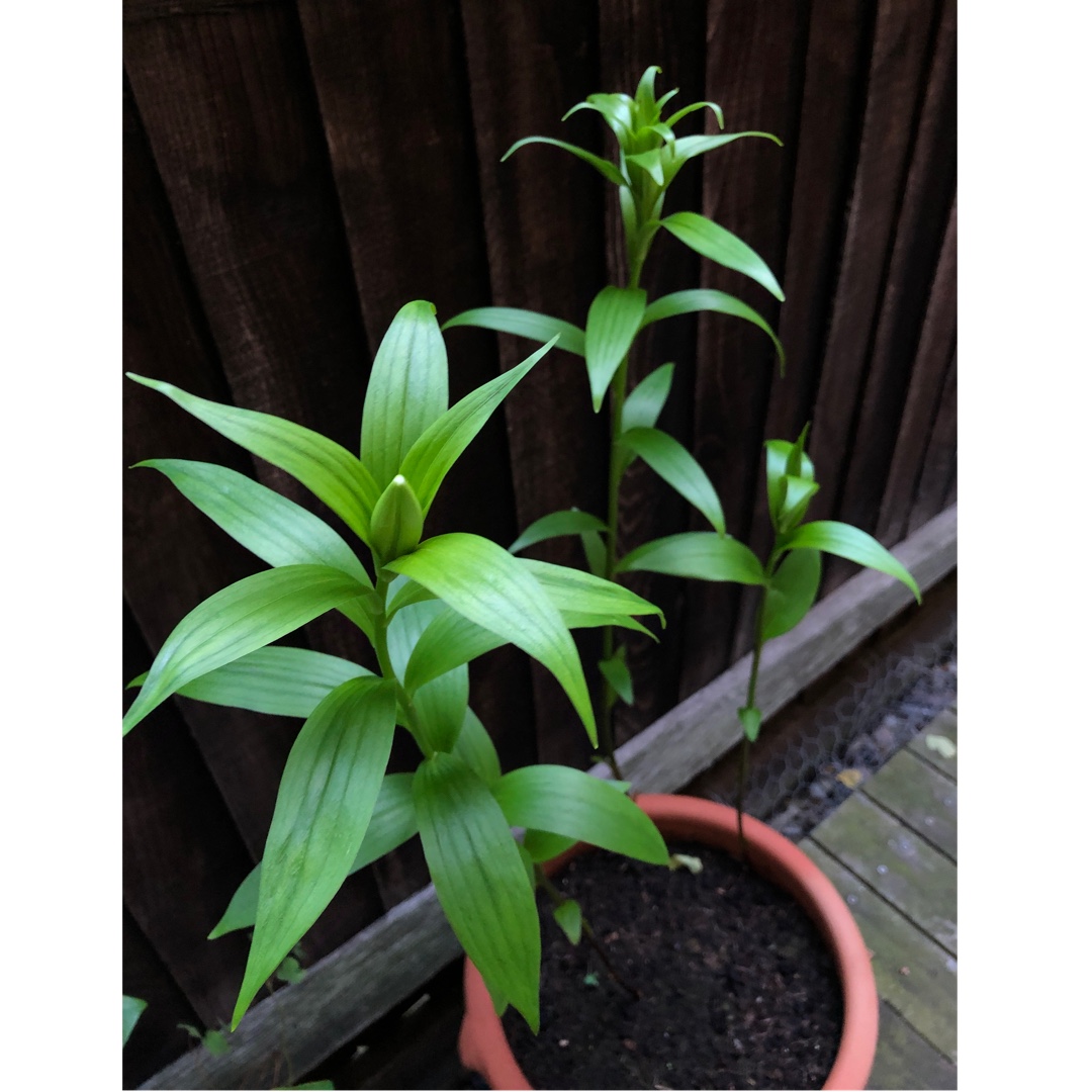 Lily (Species) Lily of Nepal in the GardenTags plant encyclopedia