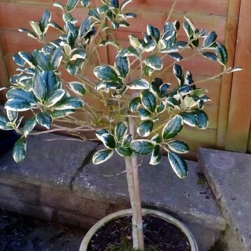 Holly Golden King in the GardenTags plant encyclopedia