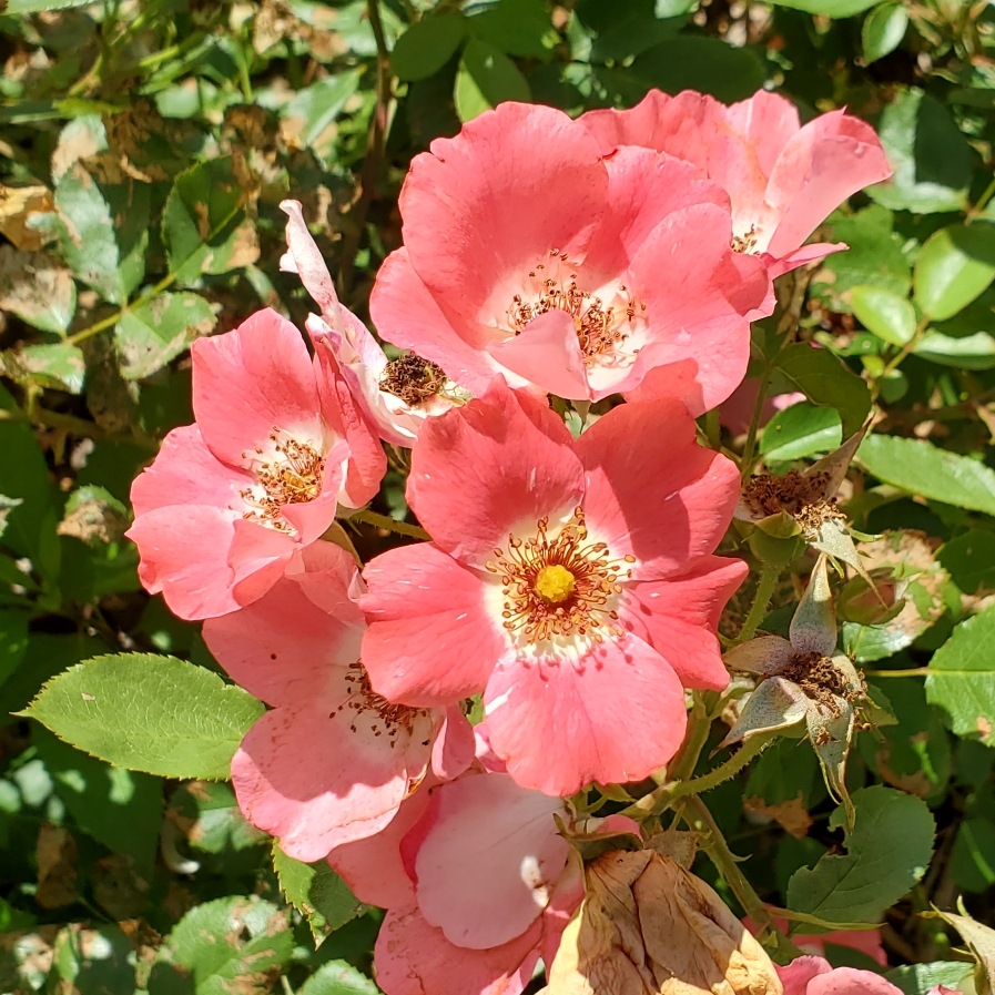 Rose Rainbow Knock Out (Shrub) in the GardenTags plant encyclopedia