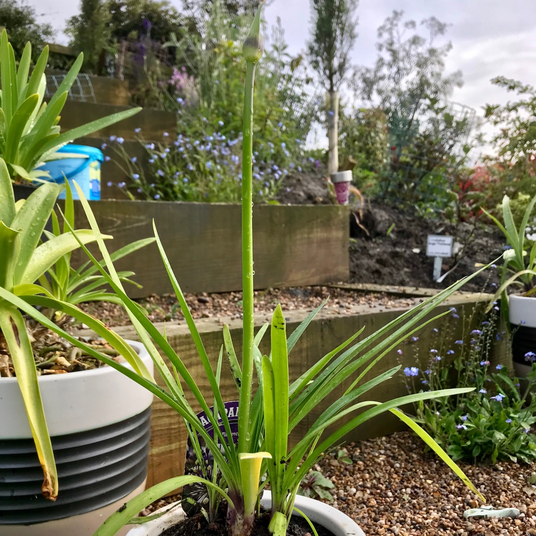 African Lily Fireworks in the GardenTags plant encyclopedia