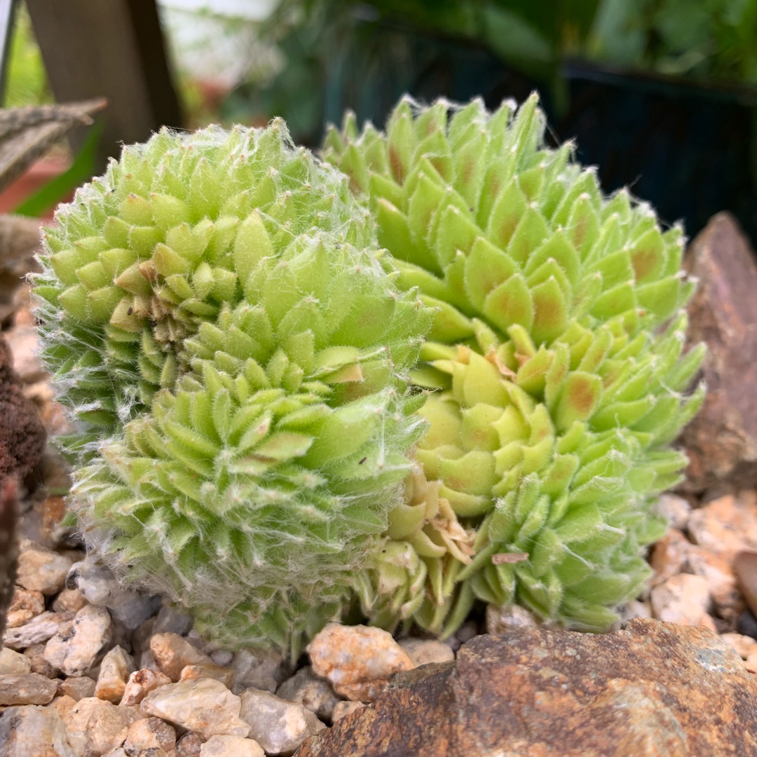 Sempervivum Arachnoideum Crested Form Cobweb Buttons in the GardenTags plant encyclopedia