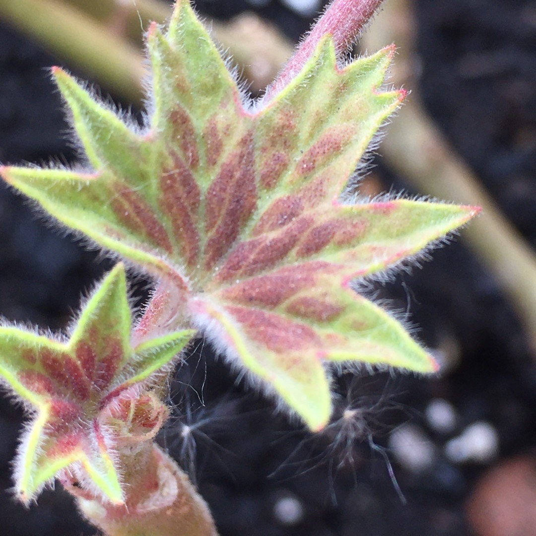 Pelargonium Bold Shades (Zonal Dwarf) in the GardenTags plant encyclopedia