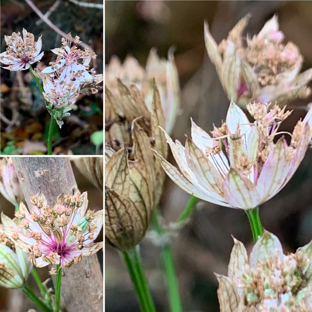 Masterwort Sparkling Stars Red in the GardenTags plant encyclopedia