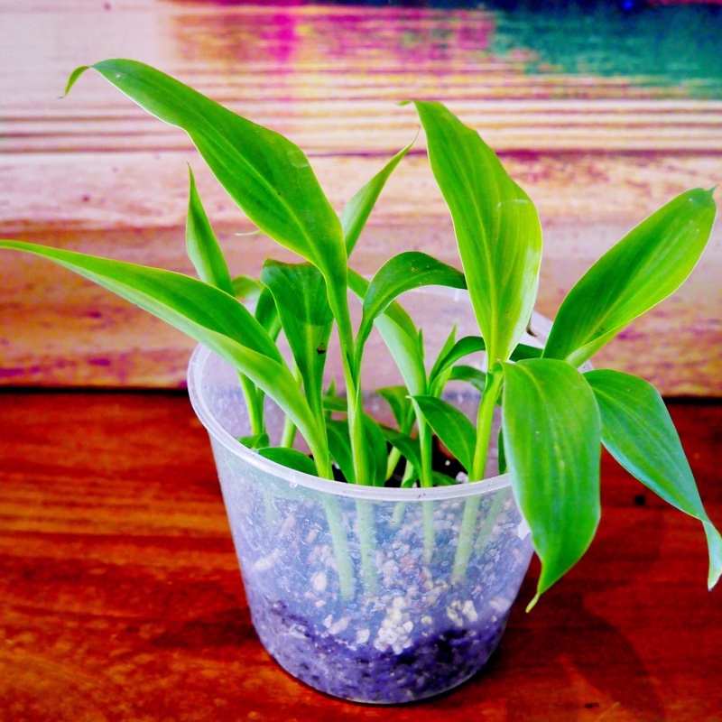 Canna (Species) Indian Shot in the GardenTags plant encyclopedia