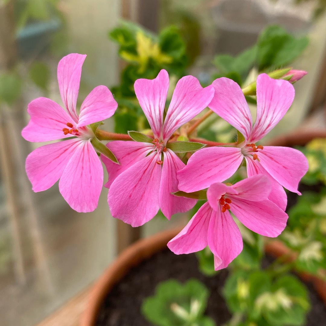 Pelargonium Pink Happy Thought (Zonal Variegated) in the GardenTags plant encyclopedia