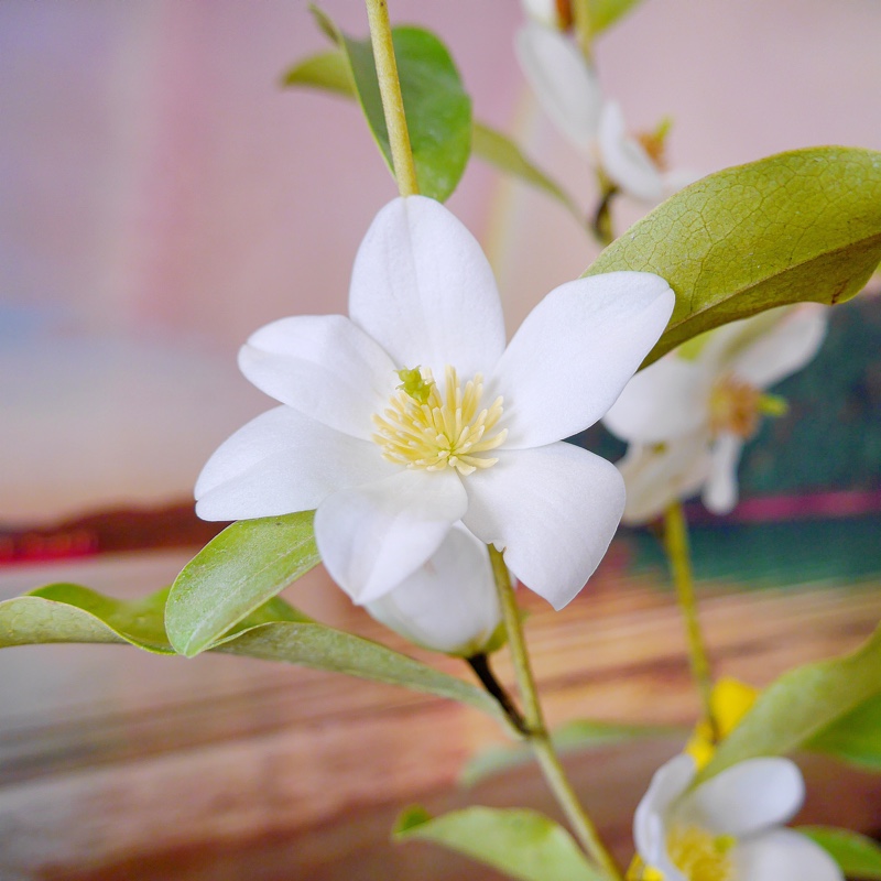 Michelia Yunnanensis in the GardenTags plant encyclopedia