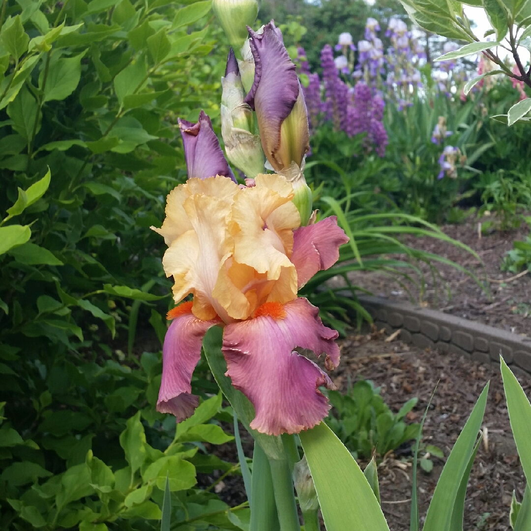 Bearded Iris Frimousse (Tall) in the GardenTags plant encyclopedia