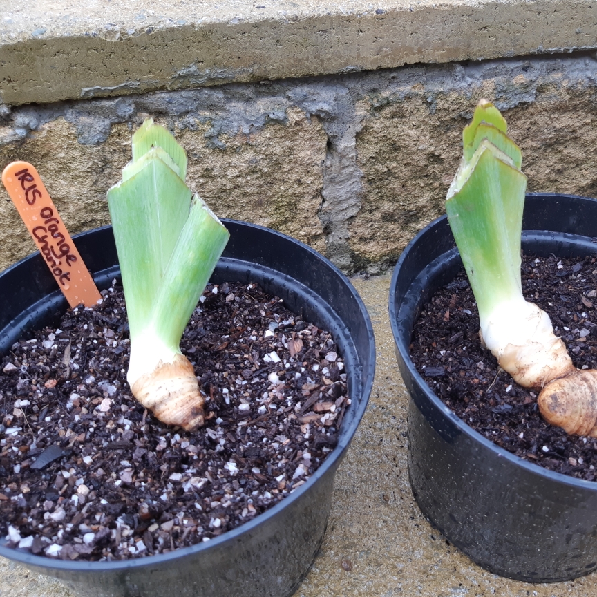 Bearded Iris Orange Chariot (Tall) in the GardenTags plant encyclopedia