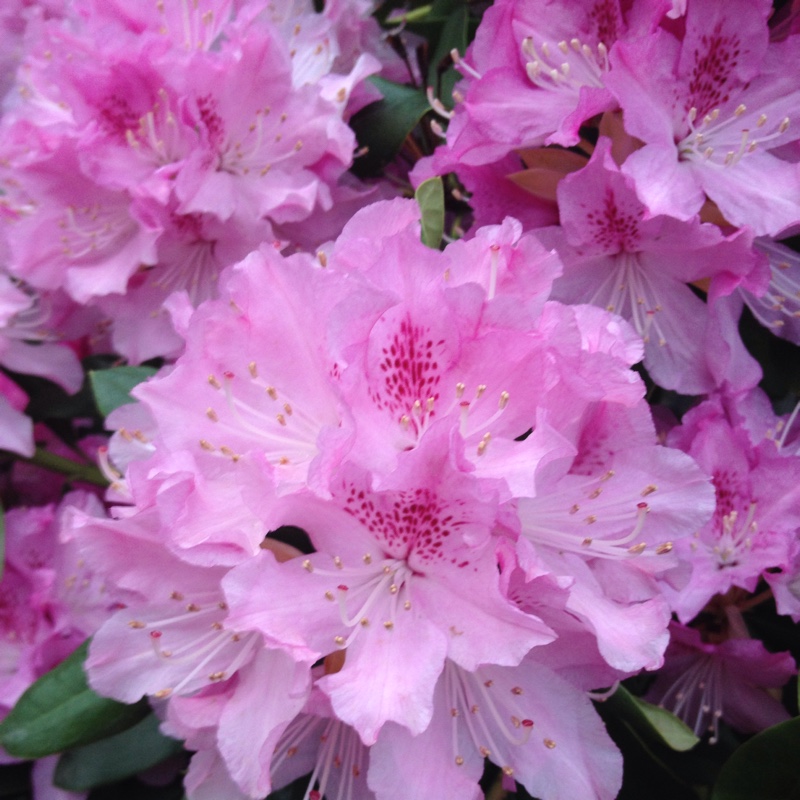 Rhododendron Cheer in the GardenTags plant encyclopedia