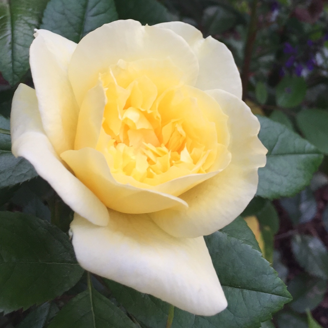 Rose Dakota Sun (Shrub) in the GardenTags plant encyclopedia