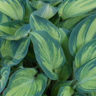 Plantain Lily June in the GardenTags plant encyclopedia