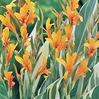 Canna Stuttgart in the GardenTags plant encyclopedia