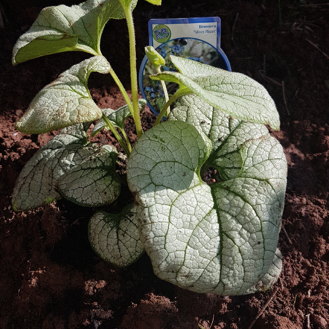 Siberian Bugloss Silver Heart in the GardenTags plant encyclopedia