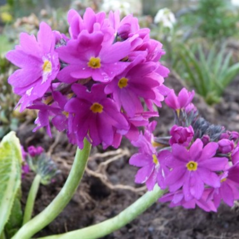 Drumstick Primrose Rubin in the GardenTags plant encyclopedia